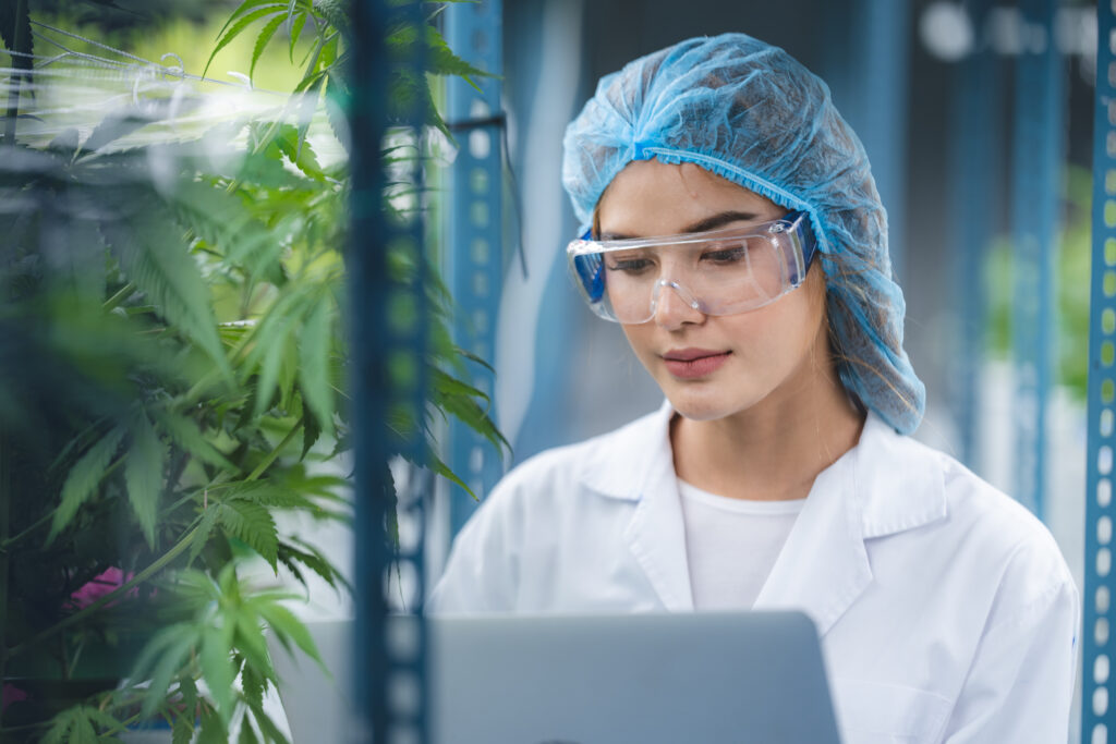 herb cultivation research scientist checking growth data of cannabis leaf