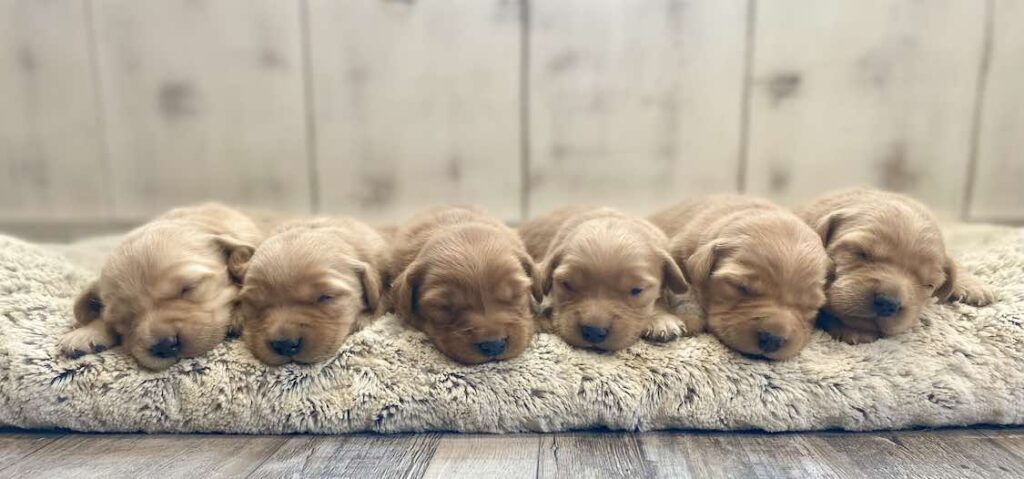 Miniature Golden Retriever Breeder