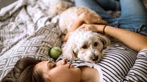 how do you know when it’s time to put your dog down
