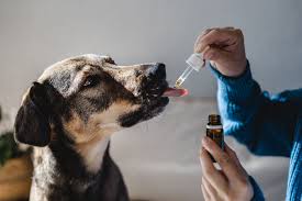 natural pain relief for dogs