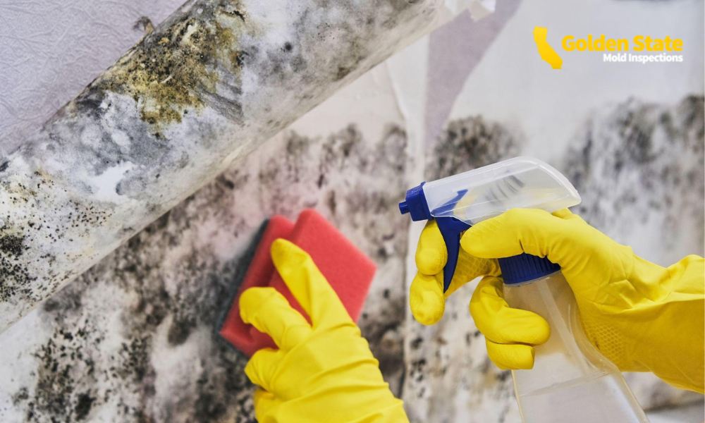 How Certain Building Materials Can Encourage or Prevent Mold Growth